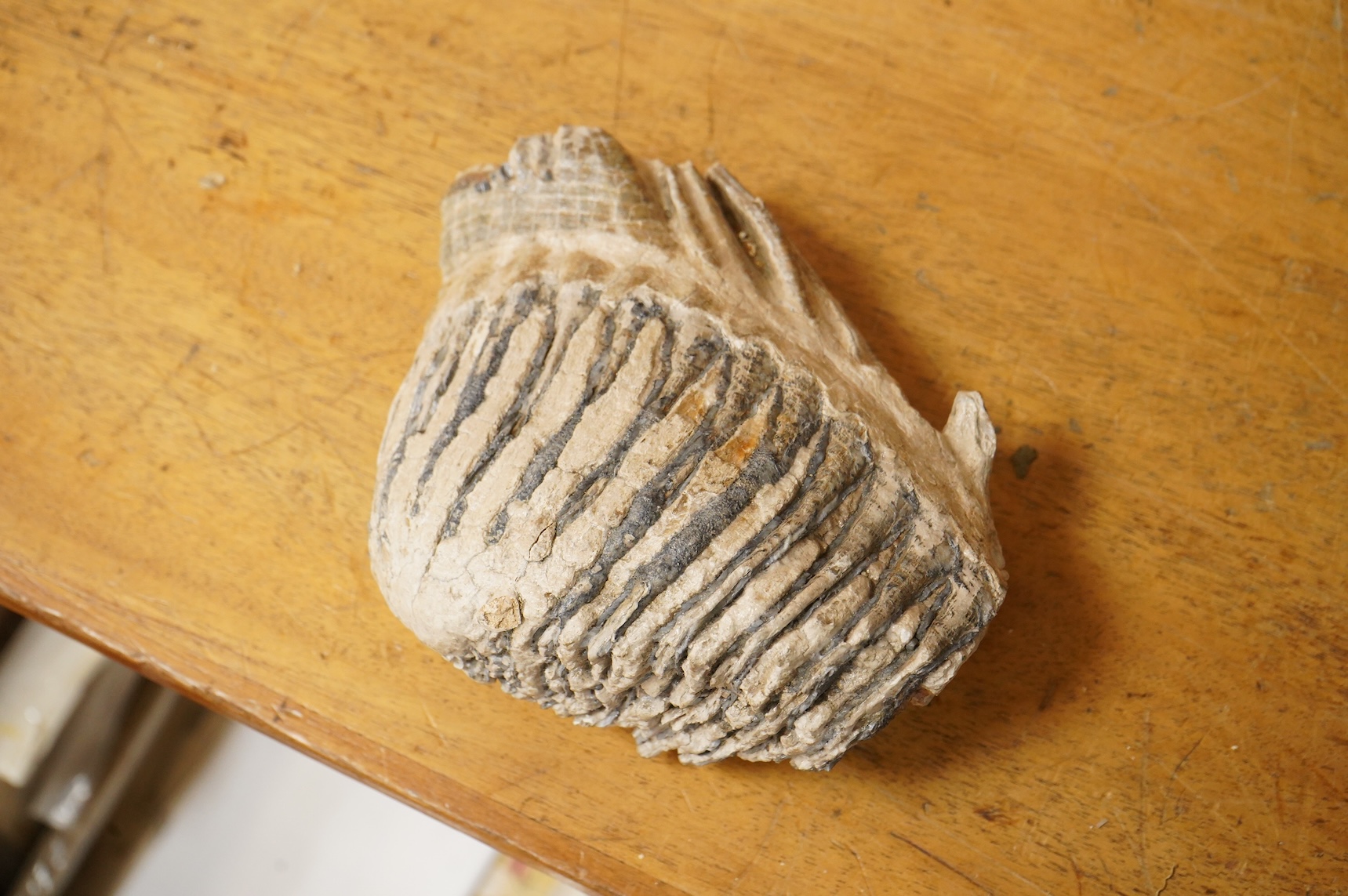 A selection of Natural History specimens to include a mammoth tooth, mammoth tusk fragments, mammoth toe bone, Megalodon tooth and a fish fossil in matrix, contained within an ebonised display cabinet